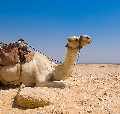Wall Art - Photograph - Camel in desert #1 by Konstantin Kalishko