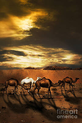 Camels by Jelena Jovanovic Camels by Jelena Jovanovic
