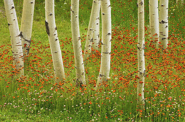 Canadian Summer Landscape by Don Johnston Canadian Summer Landscape by Don Johnston