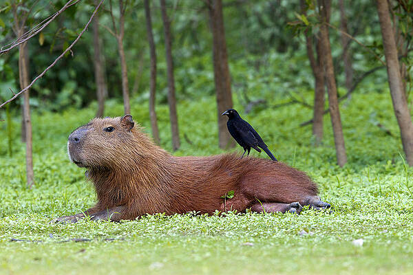 Wall Art - Photograph - Capybara #1 by M. Watson