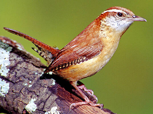 Wall Art - Photograph - Carolina Wren Thryothorus Ludovicianus #1 by Millard H. Sharp