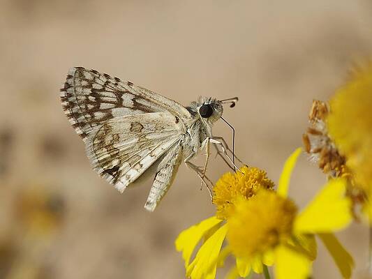 Checkered Skipper by Billy Griffis Jr Checkered Skipper by Billy Griffis Jr