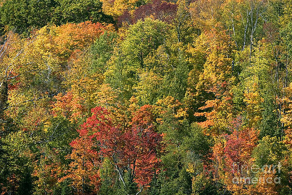 Wall Art - Photograph - Chequamegon National Forest #1 by Linda Freshwaters Arndt