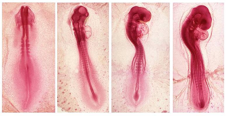 Wall Art - Photograph - Chick Development Sequence #1 by Science Photo Library