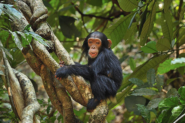 Wall Art - Photograph - Chimpanzee Baby On Liana Gombe Stream #1 by Thomas Marent