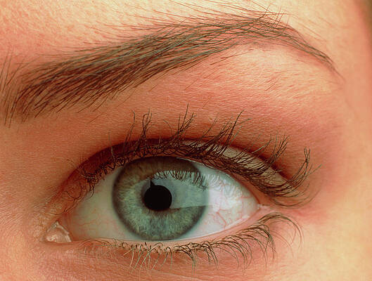Wall Art - Photograph - Close-up Of A Woman's Blue Eye (front View) #1 by Science Photo Library