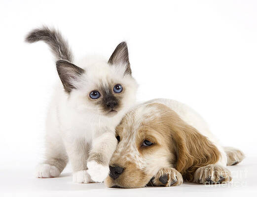 Wall Art - Photograph - Cocker Spaniel With Birman Kitten #1 by Jean-Michel Labat