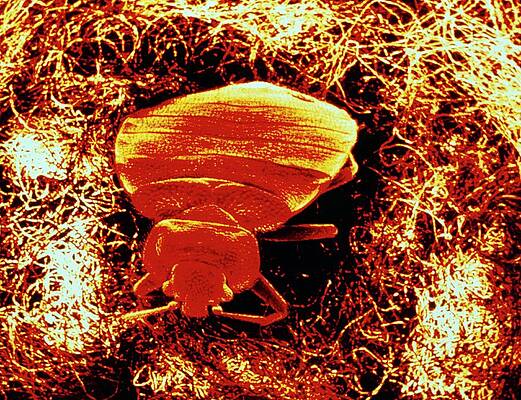 Wall Art - Photograph - Coloured Sem Of Bed Bug Emerging From Mattress. #1 by Science Photo Library