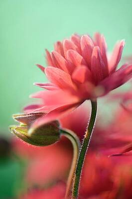 Wall Art - Photograph - Columbine 'clementine Rose' #1 by Science Photo Library