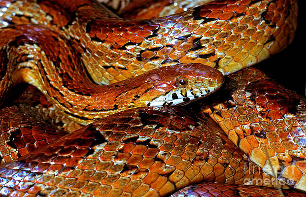 Wall Art - Photograph - Corn Snake #1 by Millard H. Sharp