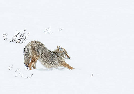 Wall Art - Photograph - Coyote Canis Latrans #1 by Josh Miller
