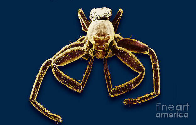 Wall Art - Photograph - Crab Spider #1 by David M. Phillips