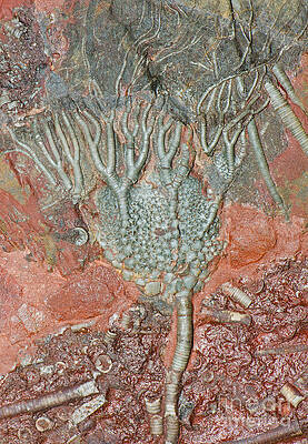 Wall Art - Photograph - Crinoid Fossil #1 by Millard H. Sharp