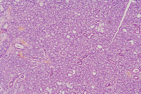 Wall Art - Photograph - Cross-section Of Submaxillary Salivary #1 by Science Stock Photography
