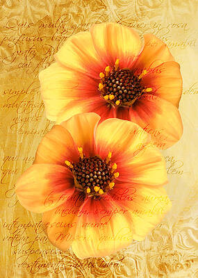 Dahlias by Helene U Taylor Dahlias by Helene U Taylor