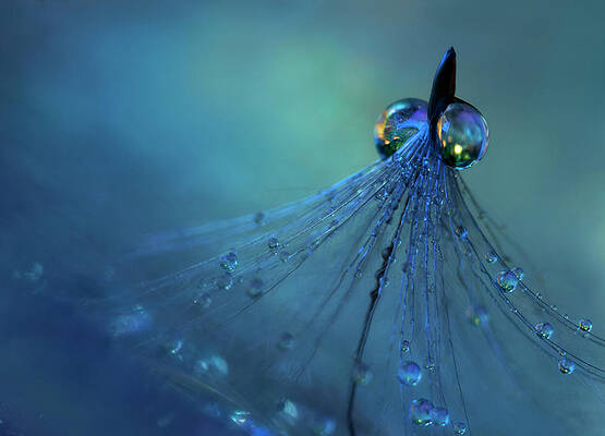 Wall Art - Photograph - Dancing Into The Blue Night #1 by Heidi Westum