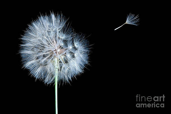 Dandelion Dreaming by Cindy Singleton Dandelion Dreaming by Cindy Singleton