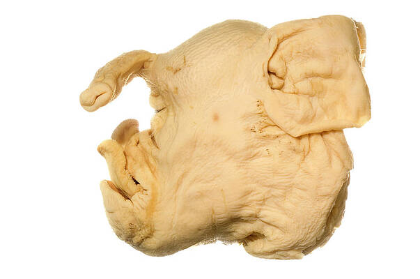 Cyclops Photograph - Deformed Piglet #1 by Science Photo Library