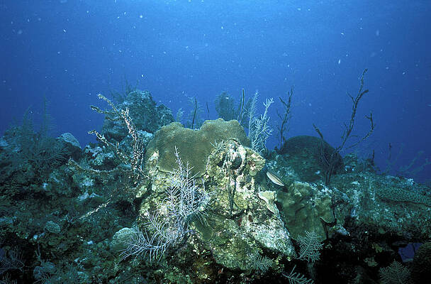 Wall Art - Photograph - Degraded Coral Reef #1 by Carleton Ray