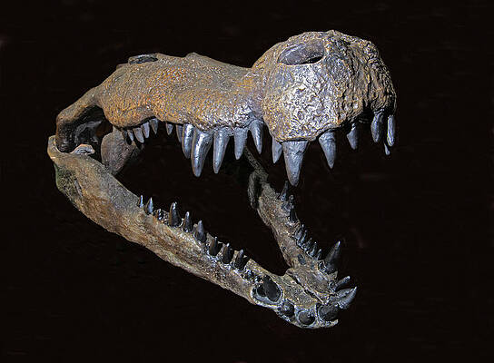 Deinosuchus hi-res stock photography and images - Alamy