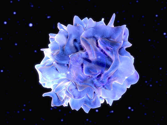 Wall Art - Photograph - Dendritic Cell #1 by Juan Gaertner