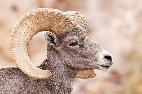 Wall Art - Photograph - Desert Bighorn Sheep Ram #1 by Craig K. Lorenz