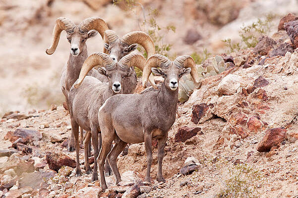 Wall Art - Photograph - Desert Bighorn Sheep Rams #1 by Craig K. Lorenz