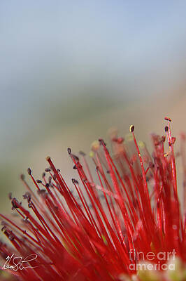 Desert Flower by Keith Lyman Desert Flower by Keith Lyman