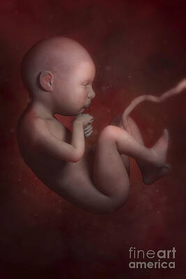 Wall Art - Photograph - Developing Fetus #1 by Science Picture Co