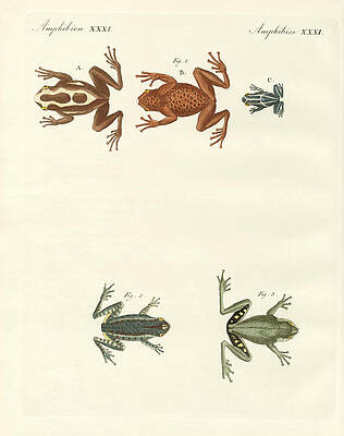 Wall Art - Drawing - Different kinds of foreign tree frogs by Splendid Art Prints