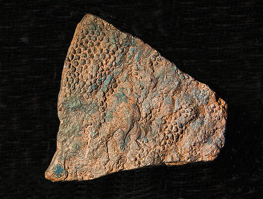 Wall Art - Photograph - Dinosaur Skin Fossil #1 by Millard H. Sharp
