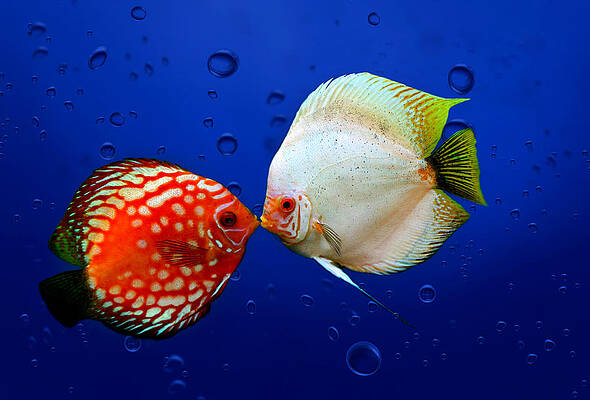 Discus fish by Heike Hultsch Discus fish by Heike Hultsch