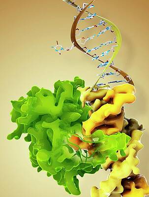 Wall Art - Photograph - Dna Binding Protein Complex #1 by Science Photo Library