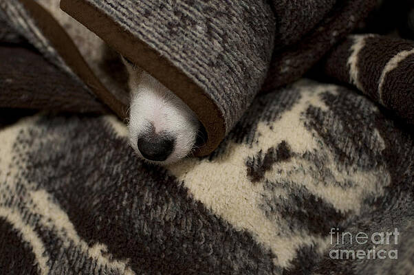 Wall Art - Photograph - Dog Hiding Under Blankets #1 by Jim Corwin