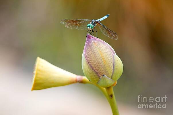 Dragonfly by Miguel Celis Dragonfly by Miguel Celis