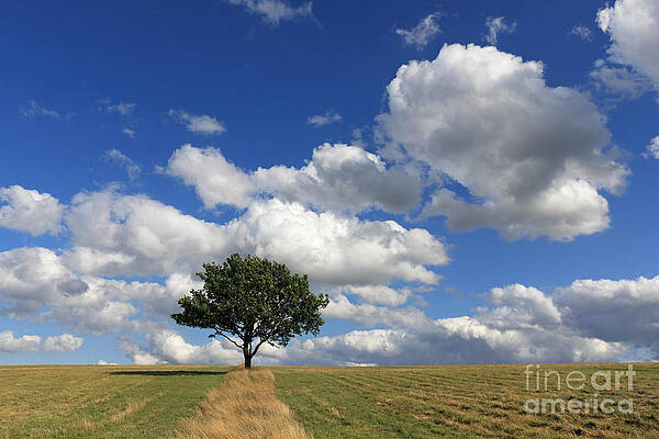 Wall Art - Photograph - Dramatic Clouds and The Tree #2 by Julia Gavin