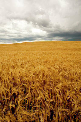 Wall Art - Photograph - Dry Field With Thunderstorm On Horizon #1 by Corey Hendrickson