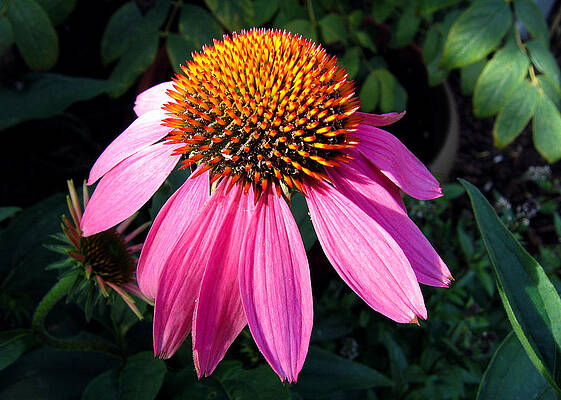 Echinacea purpurea by Helene U Taylor Echinacea purpurea by Helene U Taylor