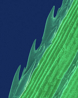 Wall Art - Photograph - Edge Of A Grass Blade #1 by Science Photo Library
