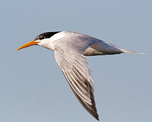 Elegant Tern by Steve Kaye Elegant Tern by Steve Kaye