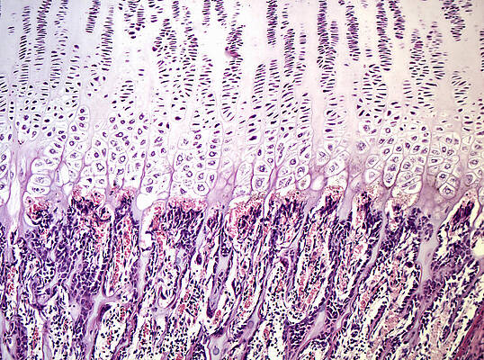 Wall Art - Photograph - Endochondral Bone Development, Lm #1 by Alvin Telser