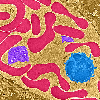 Wall Art - Photograph - Erythrocytes, Platelet And Lymphocyte #1 by Science Source