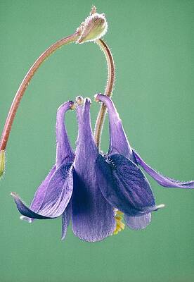 Wall Art - Photograph - European Columbine #1 by Perennou Nuridsany
