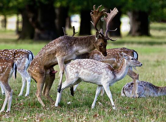 Wall Art - Photograph - Fallow Deer Mating #1 by Science Photo Library
