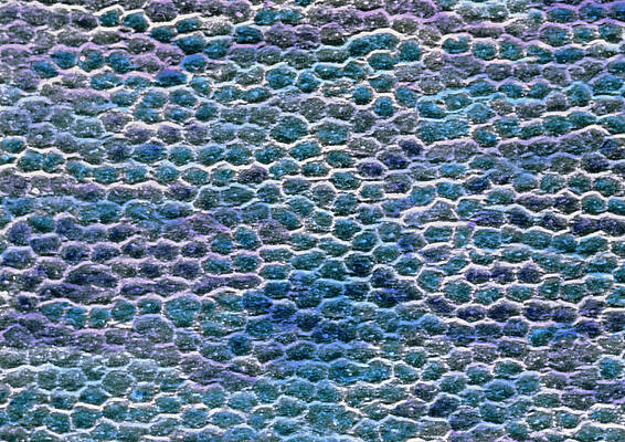 Wall Art - Photograph - False-colour Sem Of The Cell Surface Of The Cornea #1 by Science Photo Library