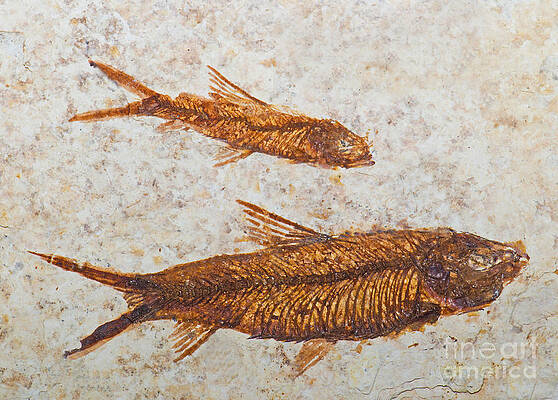 Wall Art - Photograph - Fish Fossil #1 by Millard H. Sharp