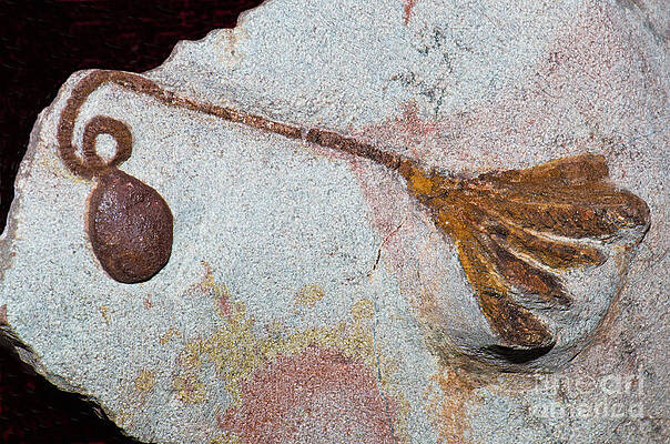 Wall Art - Photograph - Floater Ball Crinoid Fossil #1 by Millard H. Sharp
