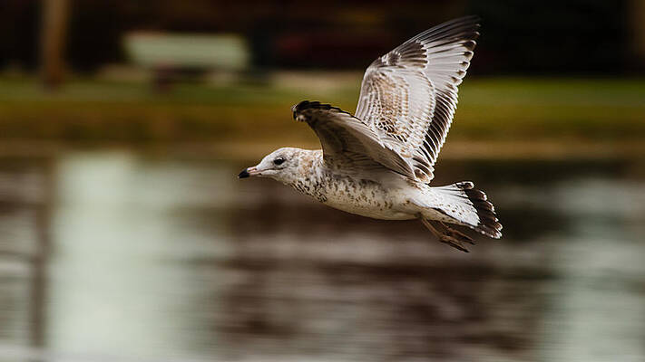 Fly free by SAURAVphoto Fly free by SAURAVphoto