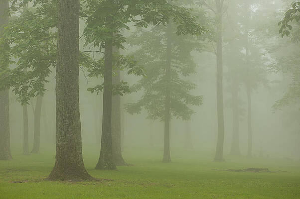 Wall Art - Photograph - Foggy forest #1 by Joye Ardyn Durham