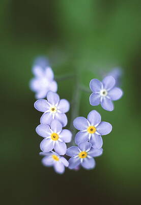 Forget-me-not flowers on white Photograph by Elena Elisseeva